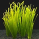 Waterplant Vallisneria Spiralis Bund 8+2 GRATIS Waterplant Vallisneria Spiralis Bund 8+2 GRATIS