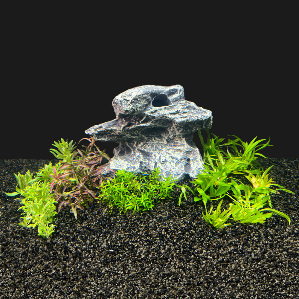 AquastoreXL Pflanzenpaket in vitro Schale AquastoreXL Pflanzenpaket in vitro Schale