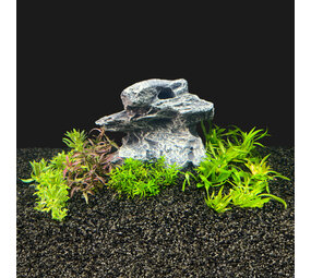 AquastoreXL Pflanzenpaket in vitro Schale AquastoreXL Pflanzenpaket in vitro Schale