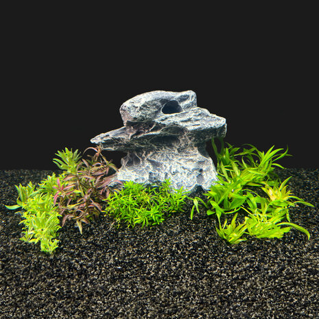 AquastoreXL Pflanzenpaket in vitro Schale AquastoreXL Pflanzenpaket in vitro Schale