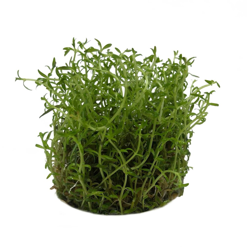 AquastoreXL Pflanzenpaket in vitro Schale AquastoreXL Pflanzenpaket in vitro Schale