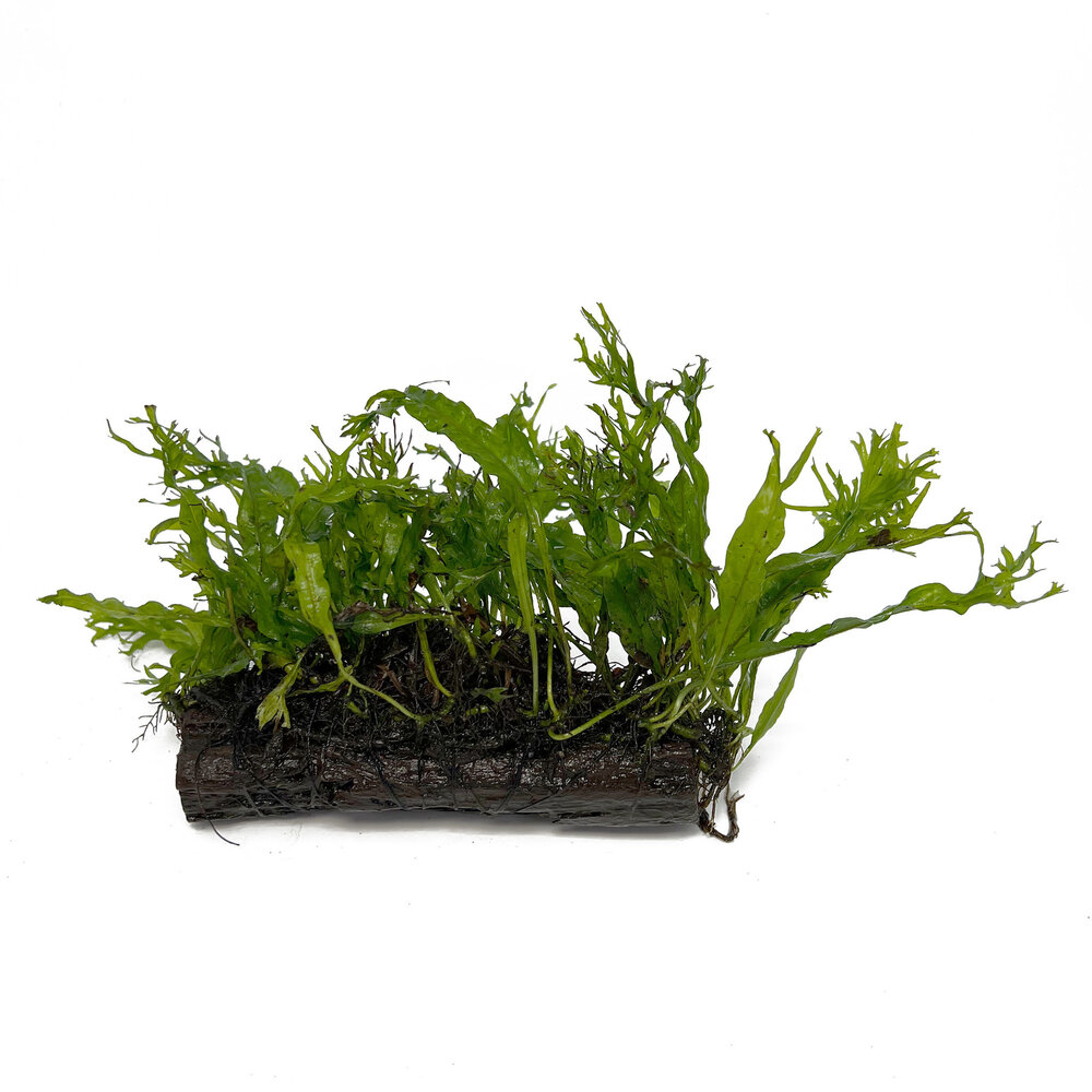 Wasserpflanze Microsorum Pteropus Windelow auf Holz - Medium Wasserpflanze Microsorum Pteropus Windelow auf Holz - Medium