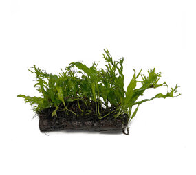 Waterplant Microsorum Pteropus Windelow auf Holz - Medium