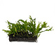 Wasserpflanze Microsorum Pteropus Windelow auf Holz - Medium Wasserpflanze Microsorum Pteropus Windelow auf Holz - Medium