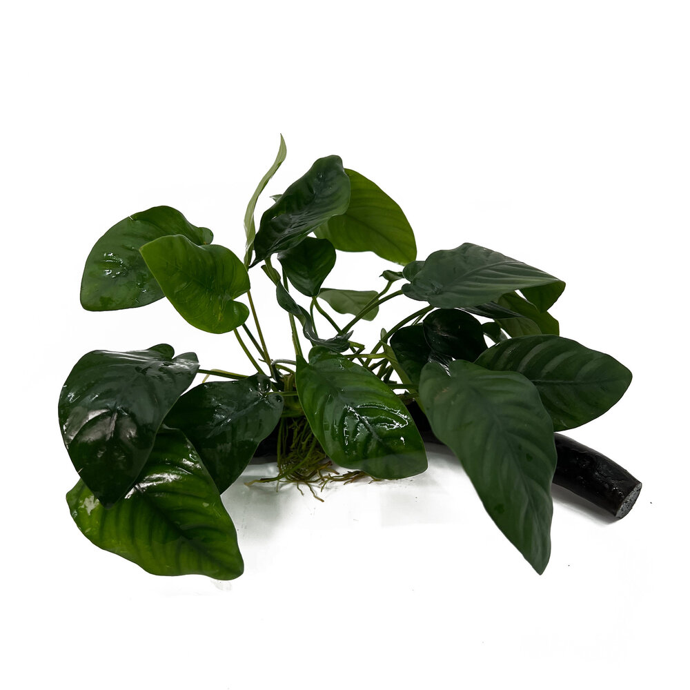 Wasserpflanze Anubias Barteri Nana auf Holz mit Saugnapf Wasserpflanze Anubias Barteri Nana auf Holz mit Saugnapf