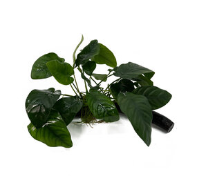 Waterplant Anubias Barteri Nana auf Holz mit Saugnapf Waterplant Anubias Barteri Nana auf Holz mit Saugnapf