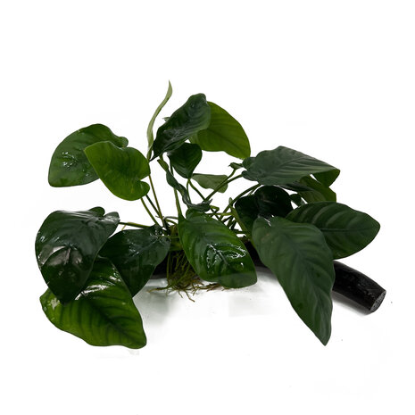 Wasserpflanze Anubias Barteri Nana auf Holz mit Saugnapf Wasserpflanze Anubias Barteri Nana auf Holz mit Saugnapf