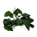 Wasserpflanze Anubias Barteri Nana auf Holz mit Saugnapf Wasserpflanze Anubias Barteri Nana auf Holz mit Saugnapf