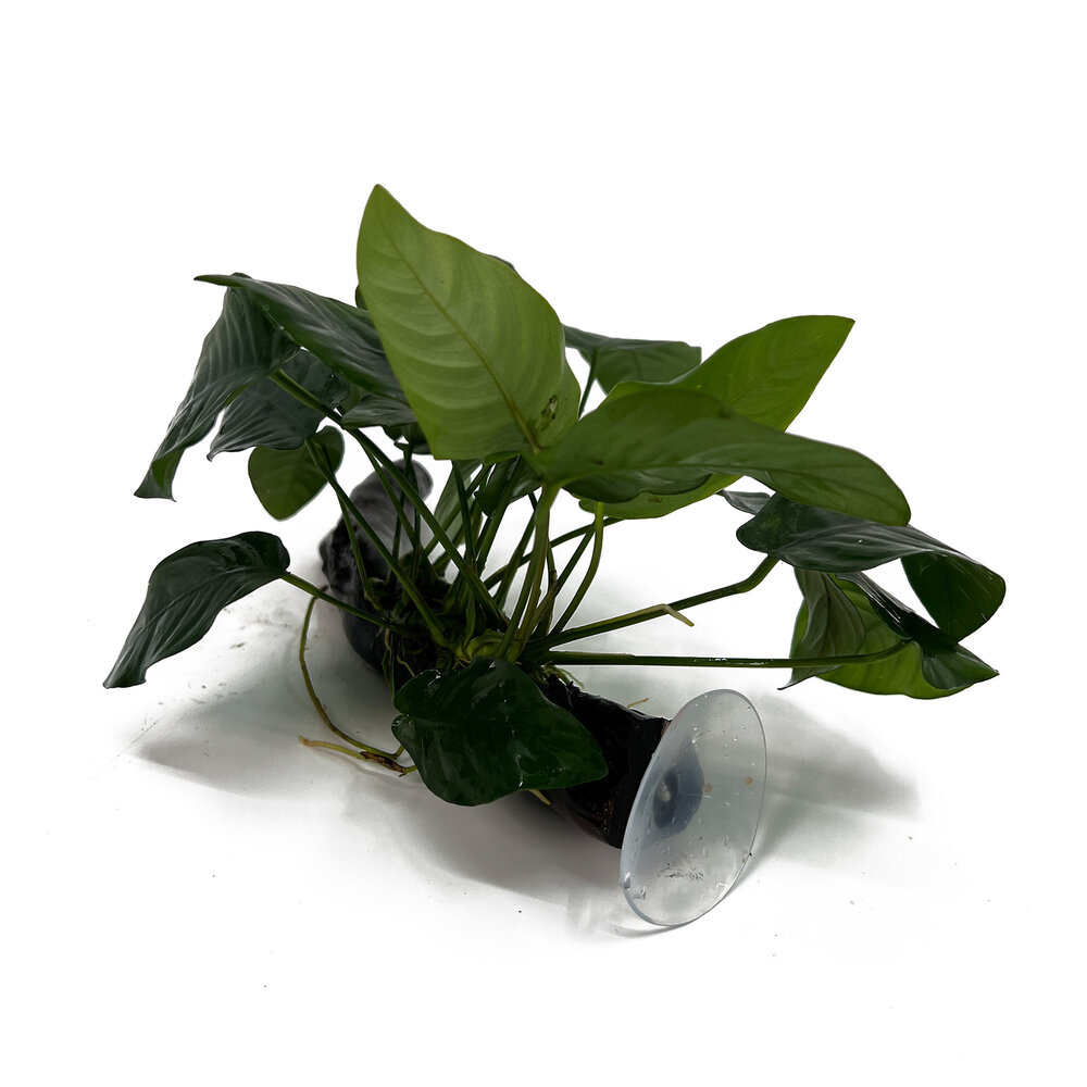 Waterplant Anubias Barteri Nana auf Holz mit Saugnapf