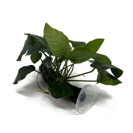 Wasserpflanze Anubias Barteri Nana auf Holz mit Saugnapf Wasserpflanze Anubias Barteri Nana auf Holz mit Saugnapf