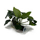 Wasserpflanze Anubias Barteri Nana auf Holz mit Saugnapf Wasserpflanze Anubias Barteri Nana auf Holz mit Saugnapf