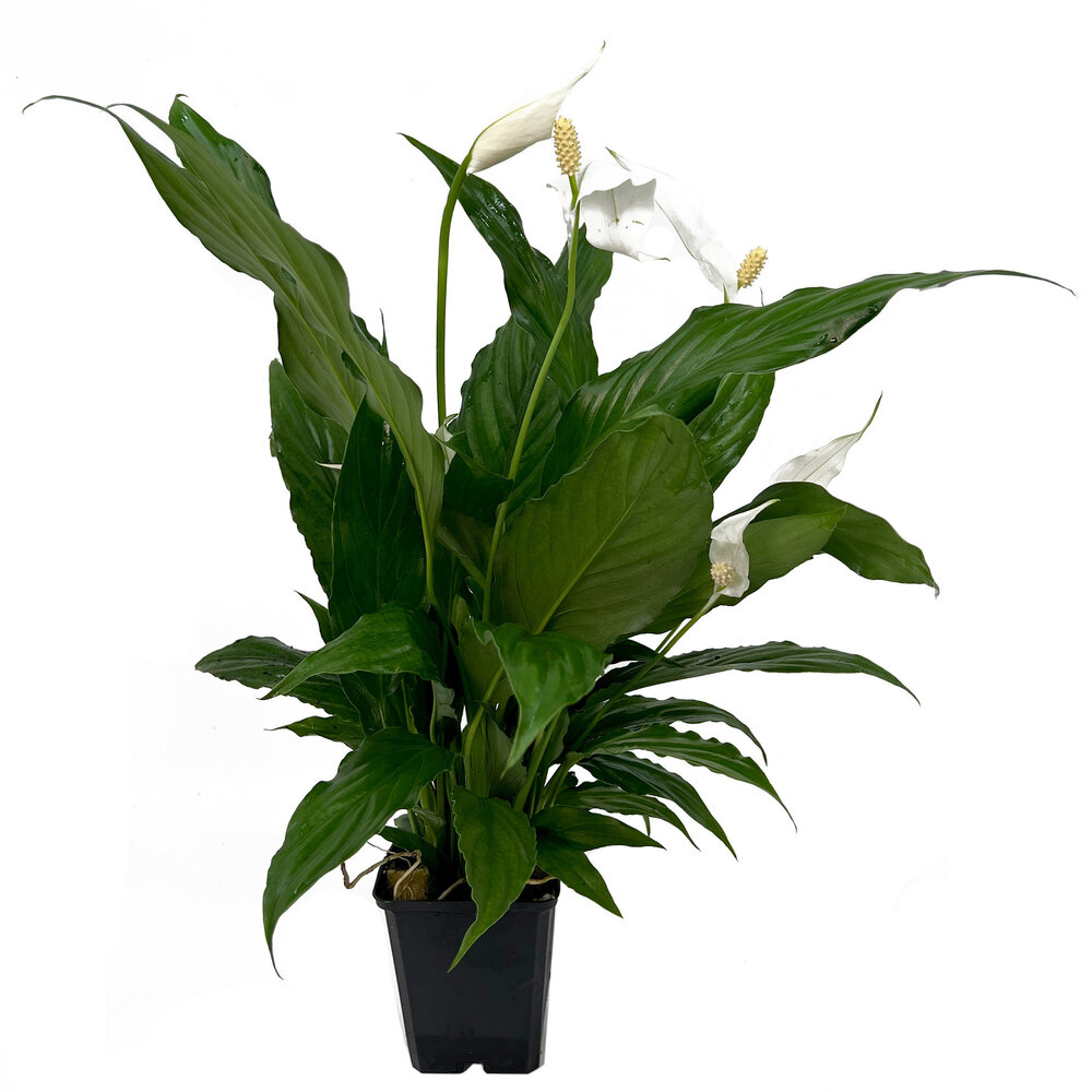 Waterplant Spathiphyllum Wallisii - Extra Extra Groß Waterplant Spathiphyllum Wallisii - Extra Extra Groß