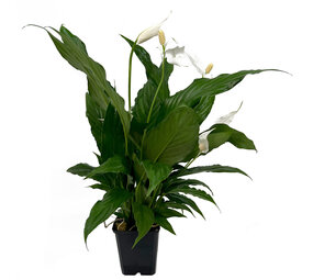 Waterplant Spathiphyllum Wallisii - Extra Extra Groß Waterplant Spathiphyllum Wallisii - Extra Extra Groß