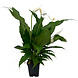 Wasserpflanze Spathiphyllum Wallisii - Extra Extra Groß Wasserpflanze Spathiphyllum Wallisii - Extra Extra Groß