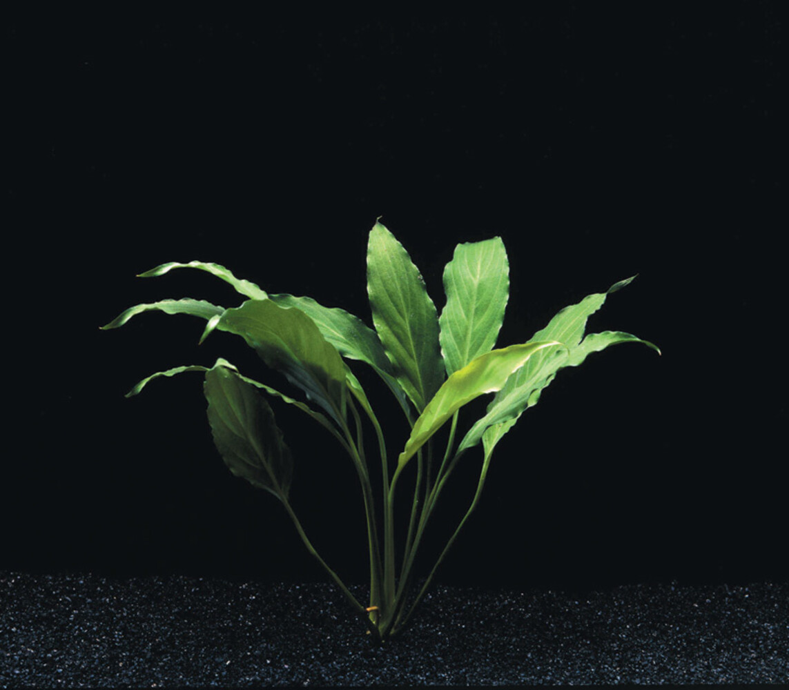 Wasserpflanze Spathiphyllum Wallisii - Extra Extra Groß Wasserpflanze Spathiphyllum Wallisii - Extra Extra Groß