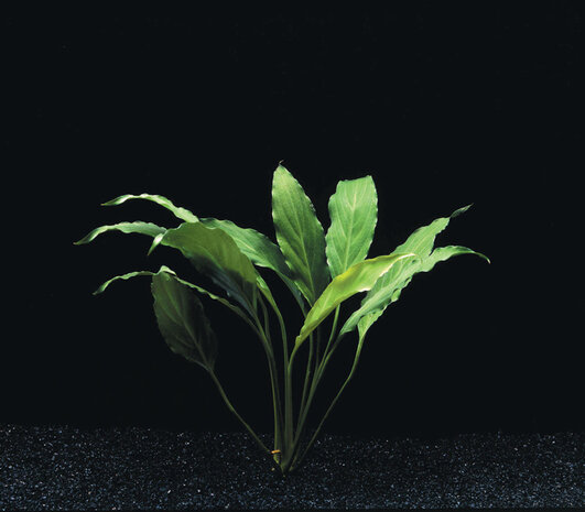 Wasserpflanze Spathiphyllum Wallisii - Extra Extra Groß Wasserpflanze Spathiphyllum Wallisii - Extra Extra Groß