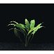 Wasserpflanze Spathiphyllum Wallisii - Extra Extra Groß Wasserpflanze Spathiphyllum Wallisii - Extra Extra Groß