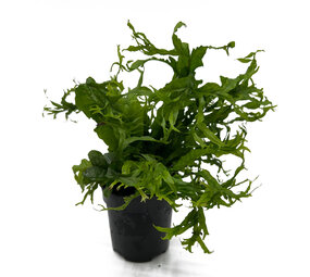 Wasserpflanze Microsorum Pteropus Windelov - Extra Groß