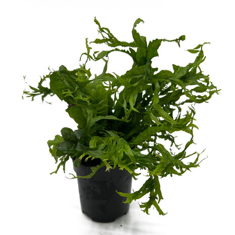 Wasserpflanze Microsorum Pteropus Windelov - Extra Groß