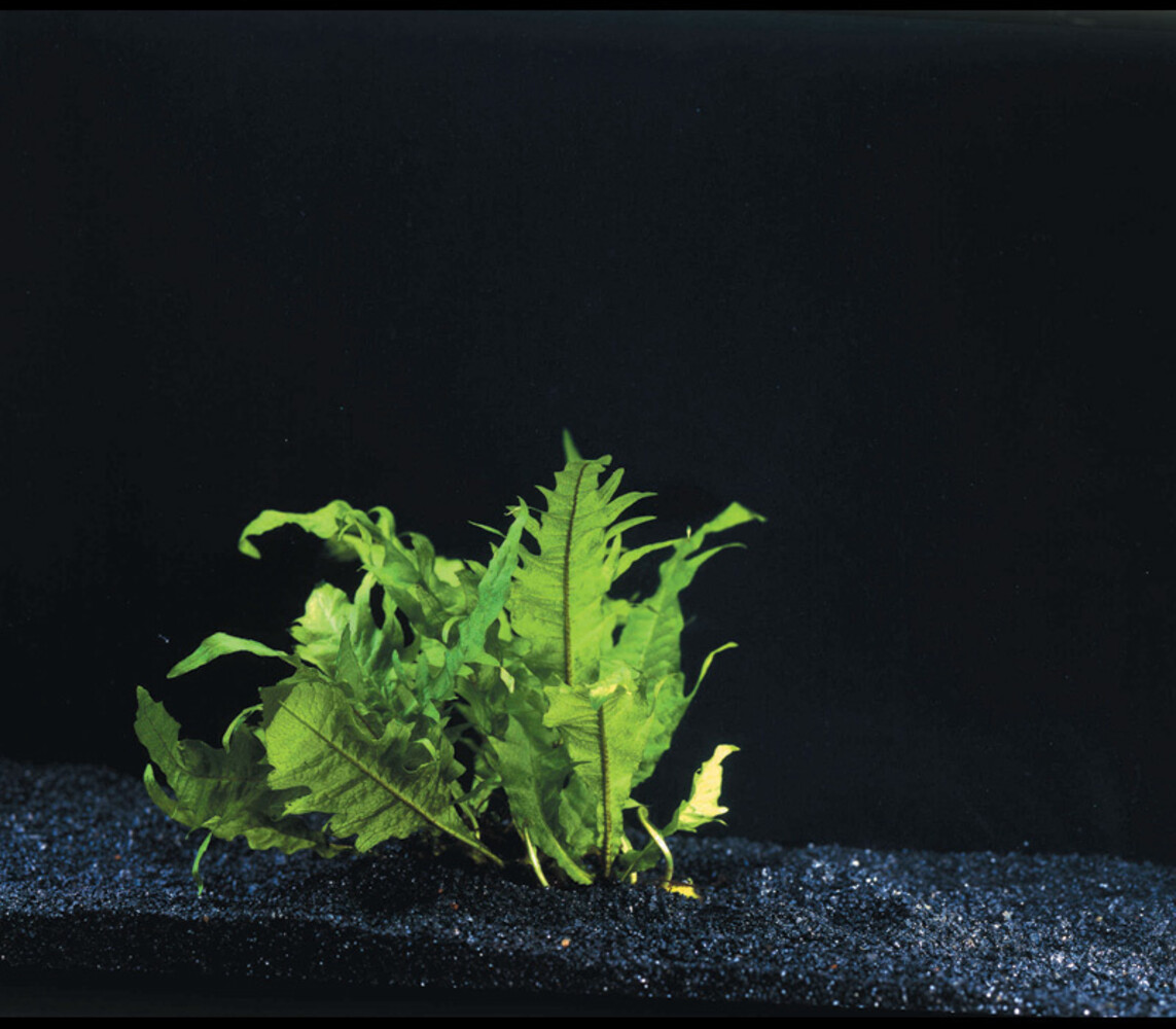 Wasserpflanze Microsorum Pteropus Windelov - Extra Groß