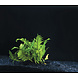 Wasserpflanze Microsorum Pteropus Windelov - Extra Groß