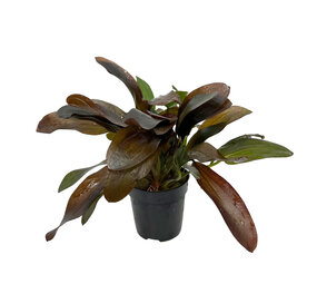 Wasserpflanze Echinodorus X Barthii Osiris Doppel Rot - Extra Groß