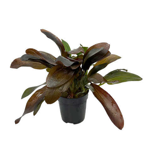 Waterplant Echinodorus X Barthii Osiris Doppel Rot - Extra Groß