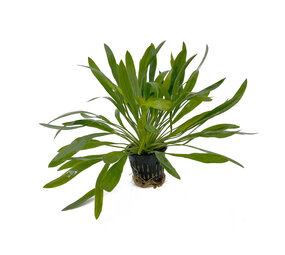 Wasserpflanze Echinodorus Uruguayensis - Extra Groß