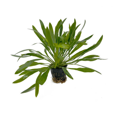 Waterplant Echinodorus Uruguayensis - Extra Groß