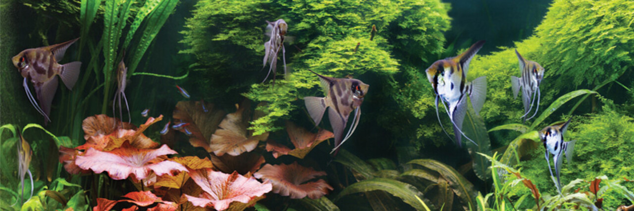 Waterplant Echinodorus X Barthii Osiris Doppel Rot - Extra Groß