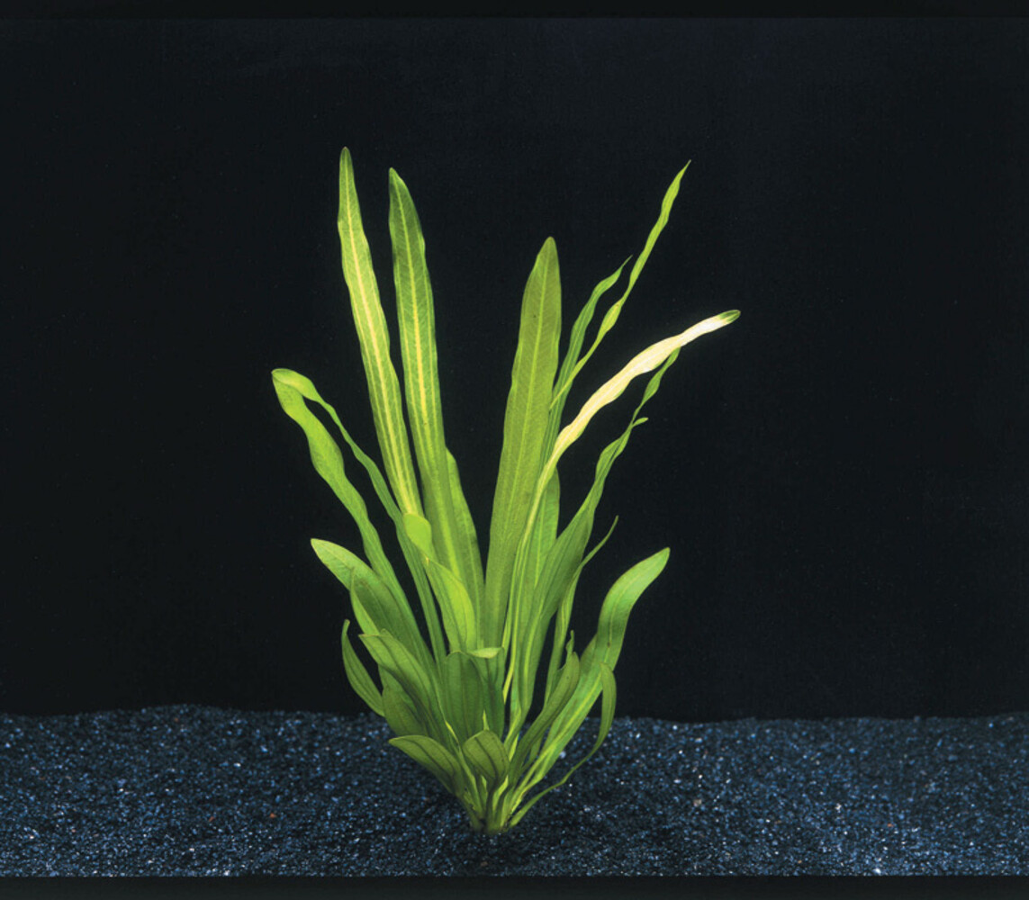 Waterplant Echinodorus Uruguayensis - Extra Groß