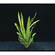 Wasserpflanze Echinodorus Uruguayensis - Extra Groß Wasserpflanze Echinodorus Uruguayensis - Extra Groß