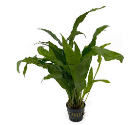 Wasserpflanze Microsorum Pteropus - Extra Groß