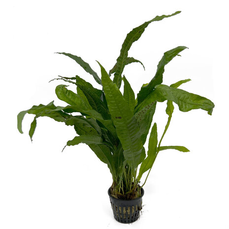 Waterplant Microsorum Pteropus - Extra Groß