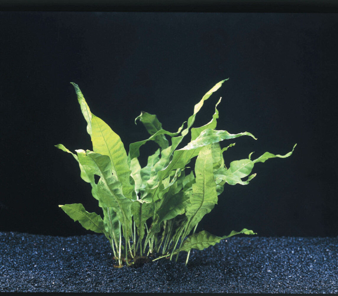 Waterplant Microsorum Pteropus - Extra Groß