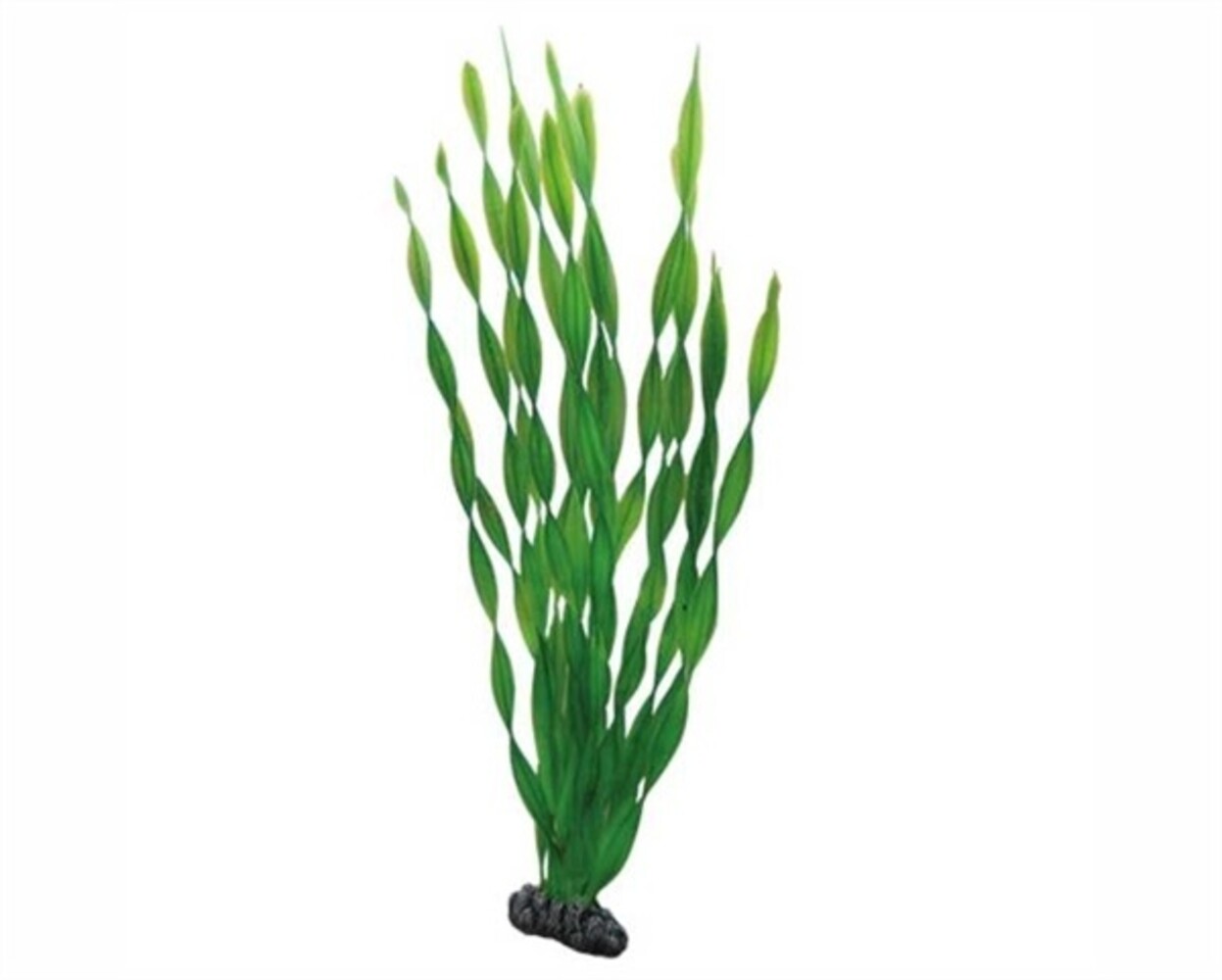 Hobby Pflanze Vallisneria 46cm Hobby Pflanze Vallisneria 46cm