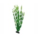 Hobby Pflanze Vallisneria 46cm Hobby Pflanze Vallisneria 46cm