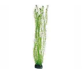Hobby Pflanze Lagarosiphon 60cm Hobby Pflanze Lagarosiphon 60cm