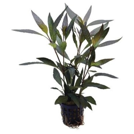 AquastoreXL Pflanzenpaket Rot