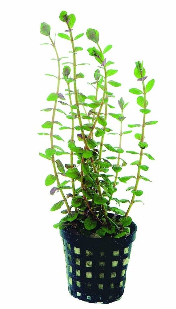 AquastoreXL Pflanzenpaket Rot