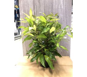 Wasserpflanze Nomaphila Siamensis