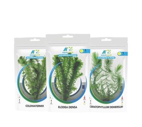 Waterplant Kaltwasserpflanzen im Beutelpaket Waterplant Kaltwasserpflanzen im Beutelpaket