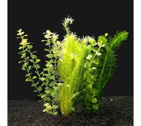 AquastoreXL Komplette Einrichtung für Kaltwasserfische