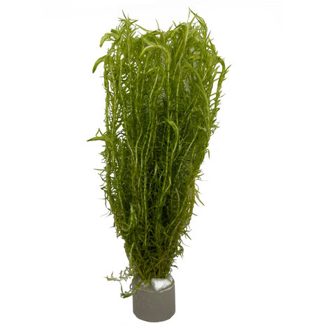 AquastoreXL Komplette Einrichtung für Kaltwasserfische