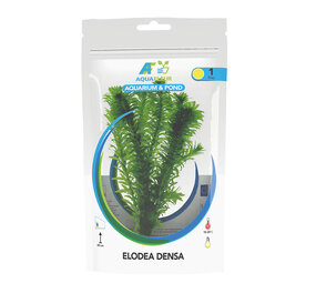 Wasserpflanze Elodea Densa in Tüte