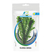 Wasserpflanze Elodea Densa in Tüte