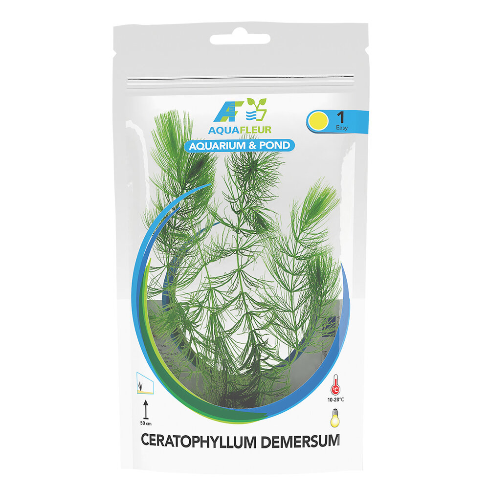 Wasserpflanze Ceratophyllum Demersum in Beutel Wasserpflanze Ceratophyllum Demersum in Beutel