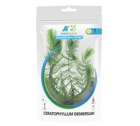 Wasserpflanze Ceratophyllum Demersum in Beutel