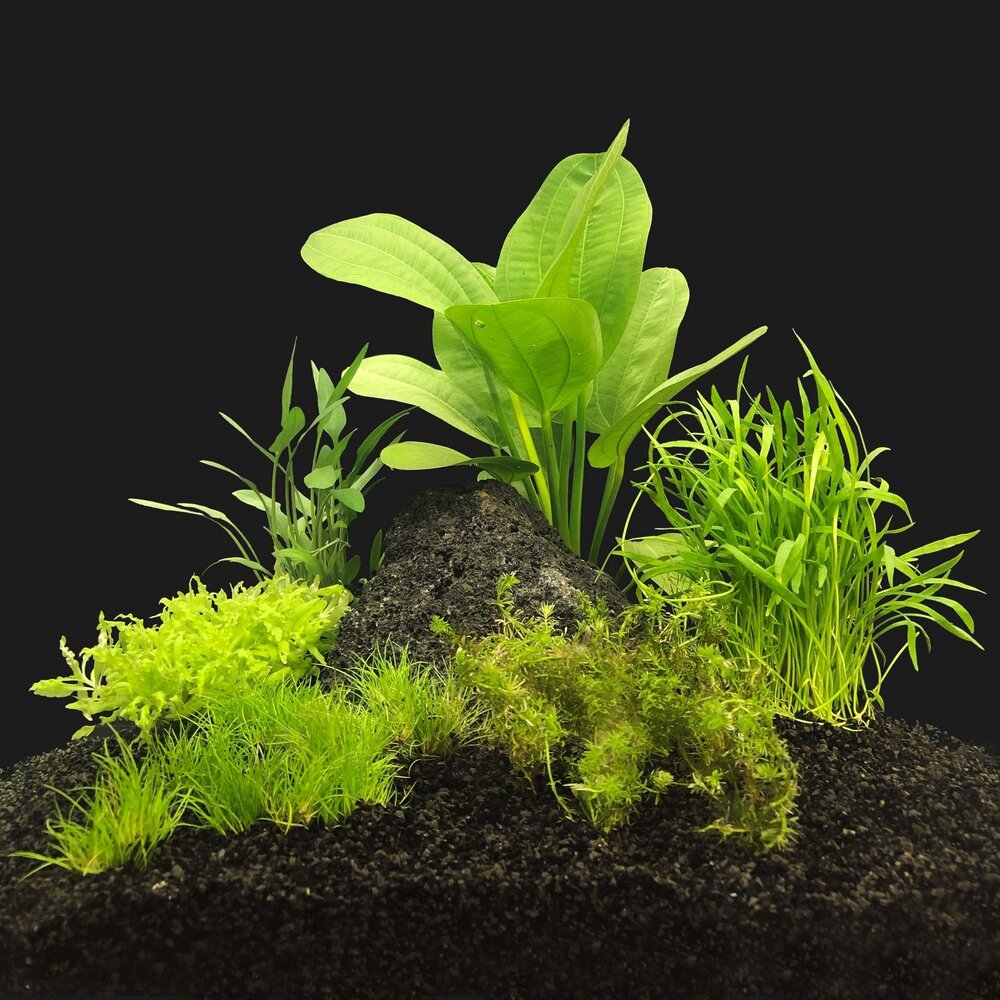 AquastoreXL Pflanzenpaket Garnelen 2 AquastoreXL Pflanzenpaket Garnelen 2