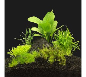 AquastoreXL Pflanzenpaket Garnelen 2 AquastoreXL Pflanzenpaket Garnelen 2